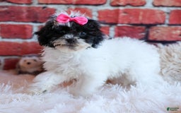 Bichpoo dogs for sale: Baby Doll - Image 13