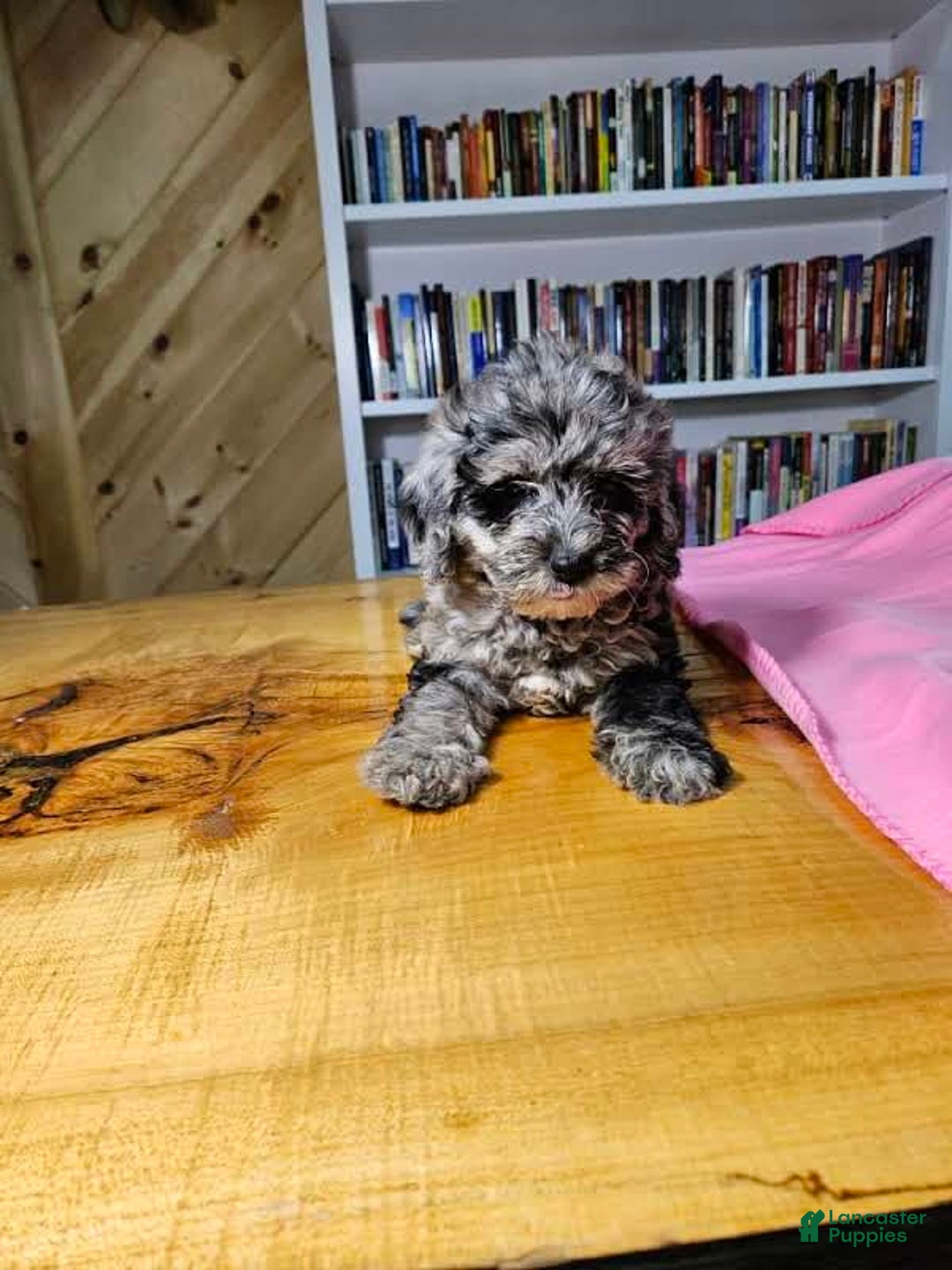 Portuguese Water Dog dogs for sale: Speckles - Image 8