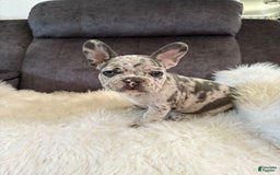 French Bulldog dogs for sale: Princess - Image 3