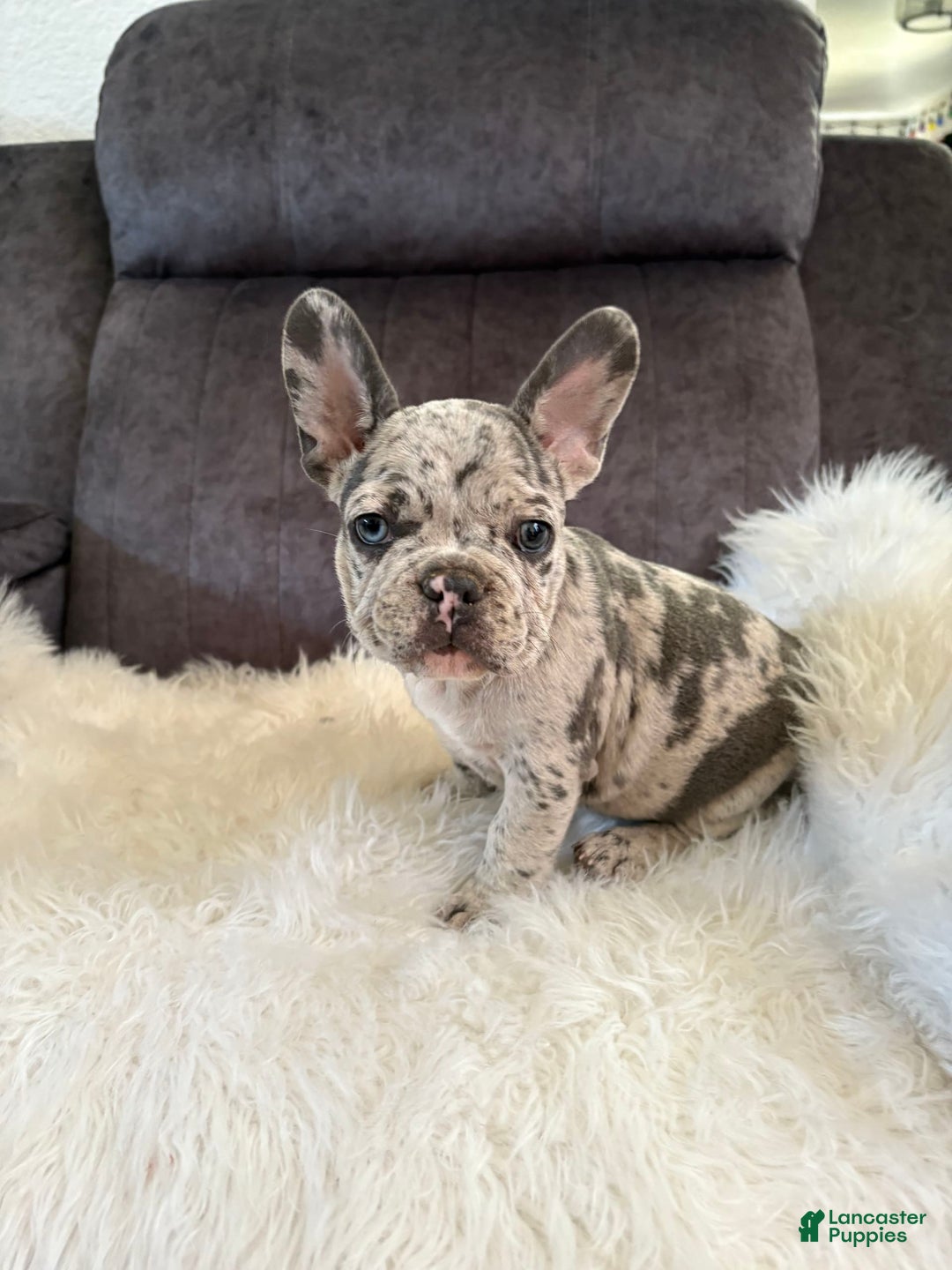 French Bulldog dogs for sale: Princess - Image 3