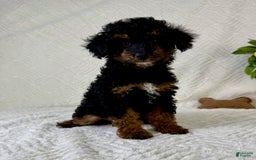Cockapoo dogs for sale: Cockapoo 5 puppies - Image 17