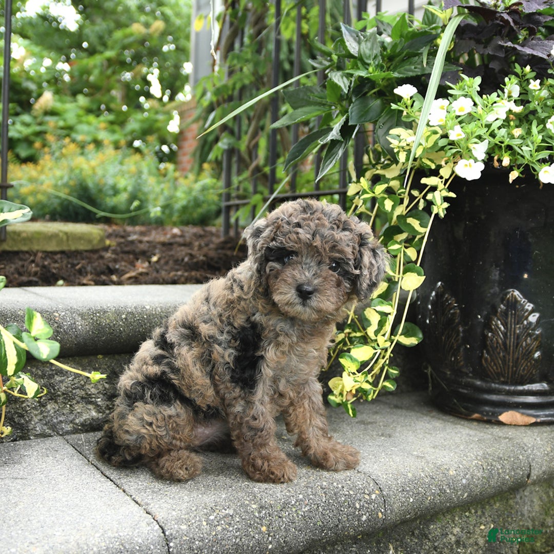 Cavapoo dogs for sale: Reese - Image 3