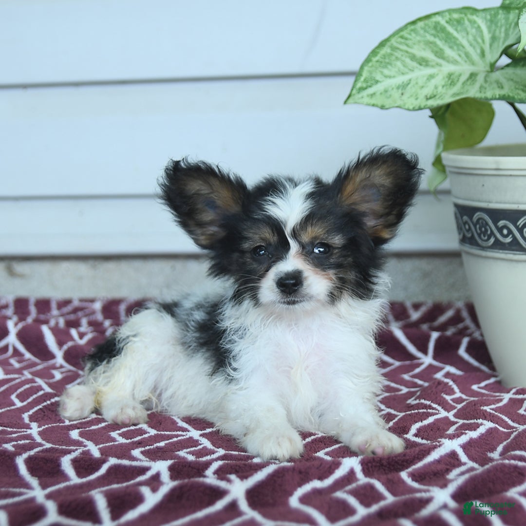 Papillon dogs for sale: Missy - Image 7