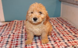 Mini Goldendoodle dogs for sale: May Mini - Image 2