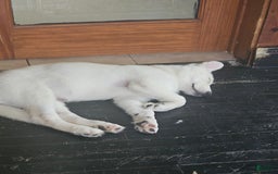 Siberian Husky dogs for sale: None - Image 2
