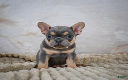 French Bulldog dogs for sale: Riley - Image 1