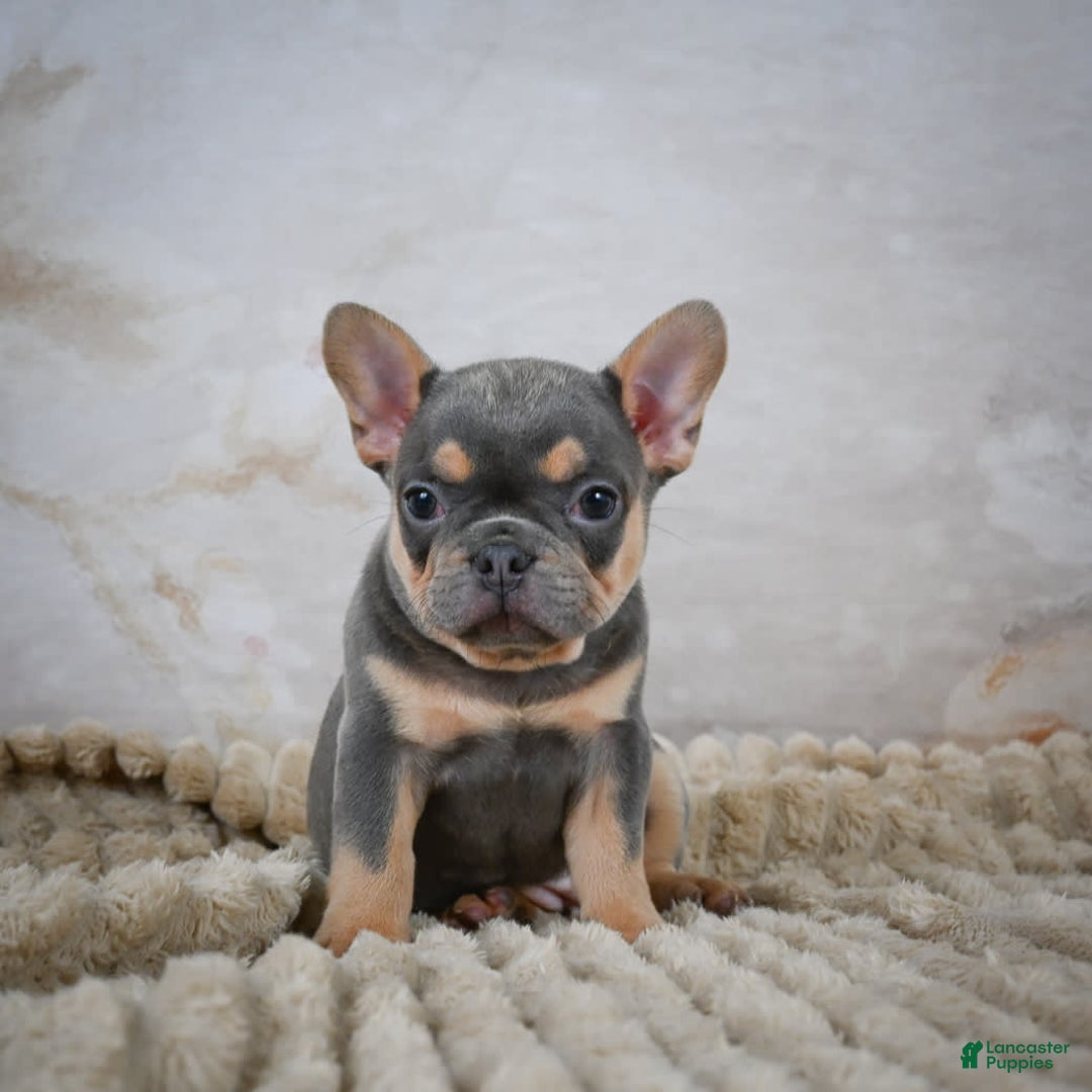 French Bulldog dogs for sale: Riley - Image 1