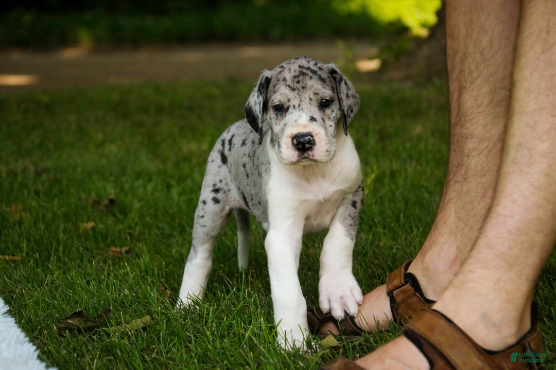 Great Dane dogs for sale: Duke - Image 7