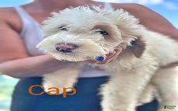 Newfypoo dogs for sale: Captain America - Image 4