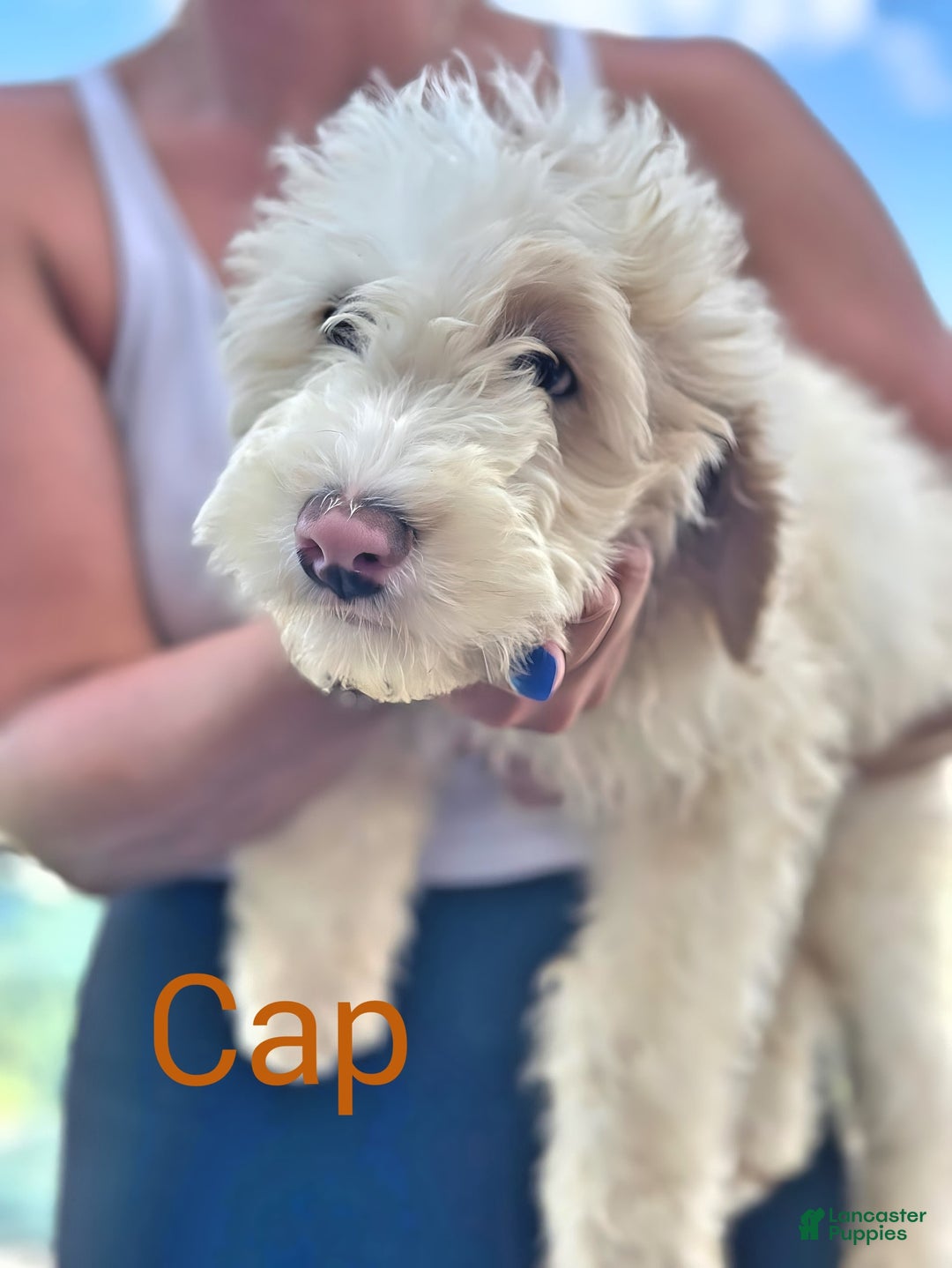 Newfypoo dogs for sale: Captain America - Image 4