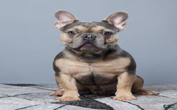 French Bulldog dogs for sale: Aspen - Image 7