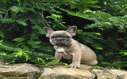 French Bulldog dogs for sale: Meadow - Image 8