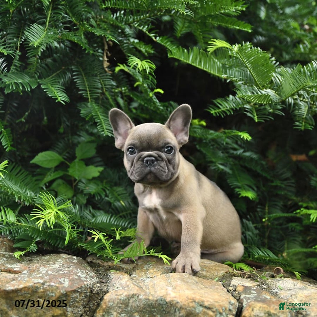 French Bulldog dogs for sale: Meadow - Image 8
