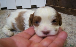 Cavapoo dogs for sale: Penny - Image 4