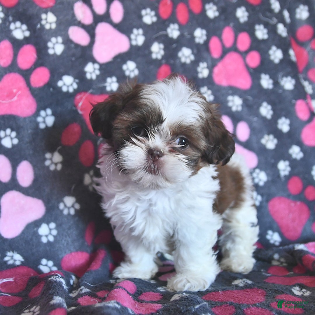 Shih Tzu dogs for sale: Charlie - Image 13