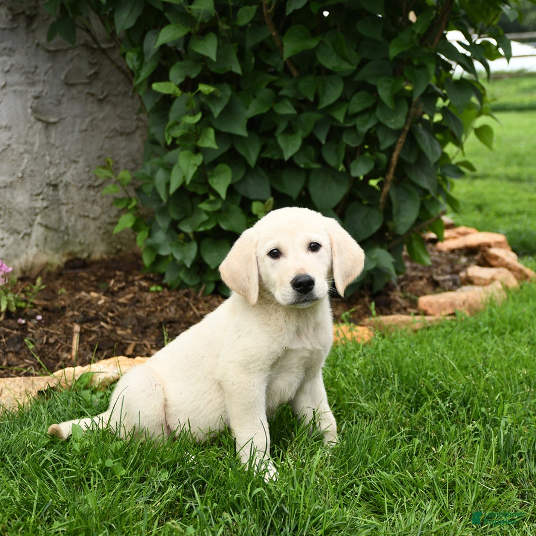 Maremma Sheepdog dogs for sale: Everett - Image 3