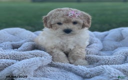Bichpoo dogs for sale: Polly - Image 3