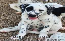 Dalmatian dogs for sale: Belles Black Lua Boy - Image 7