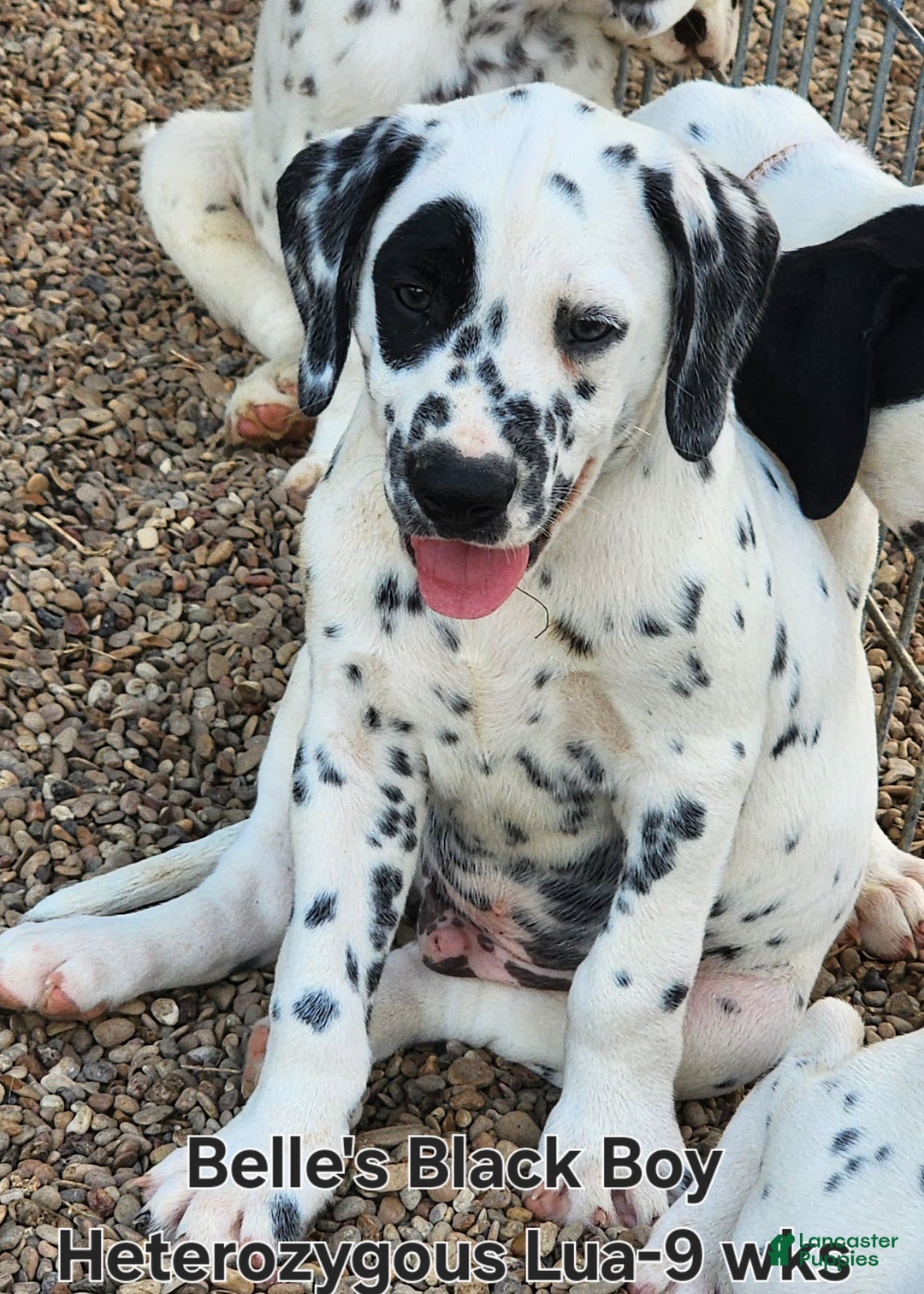 Dalmatian dogs for sale: Belles Black Lua Boy - Image 7