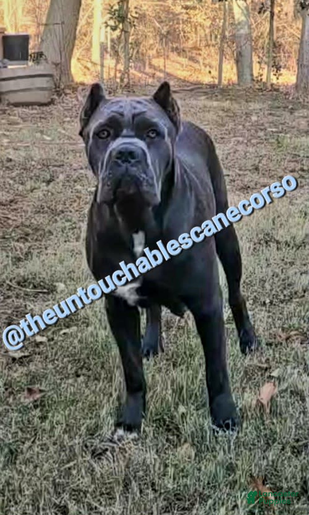 Cane Corso dogs for sale: Gza - Image 7