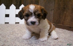 Cavachon dogs for sale: Boots - Image 10