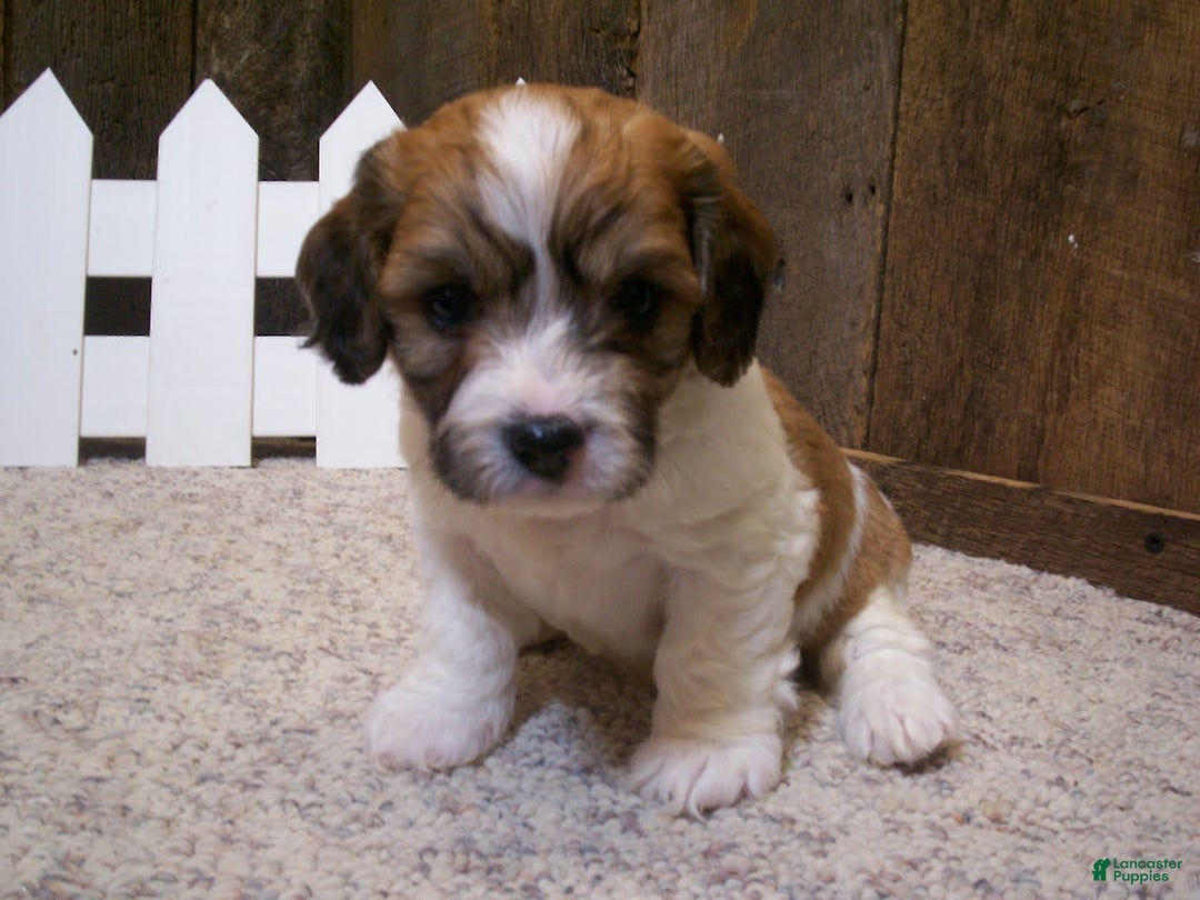 Cavachon dogs for sale: Boots - Image 10