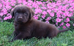 Labrador Retriever dogs for sale: Daisy - Image 2