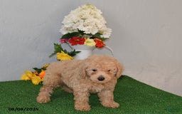 Bichpoo dogs for sale: Bichpoo 4 puppies - Image 8