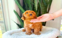 Cavapoo dogs for sale: Ian - Image 9