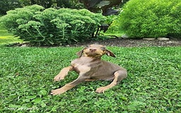 Doberman Pinscher dogs for sale: Doberman Pinscher 9 puppies - Image 14