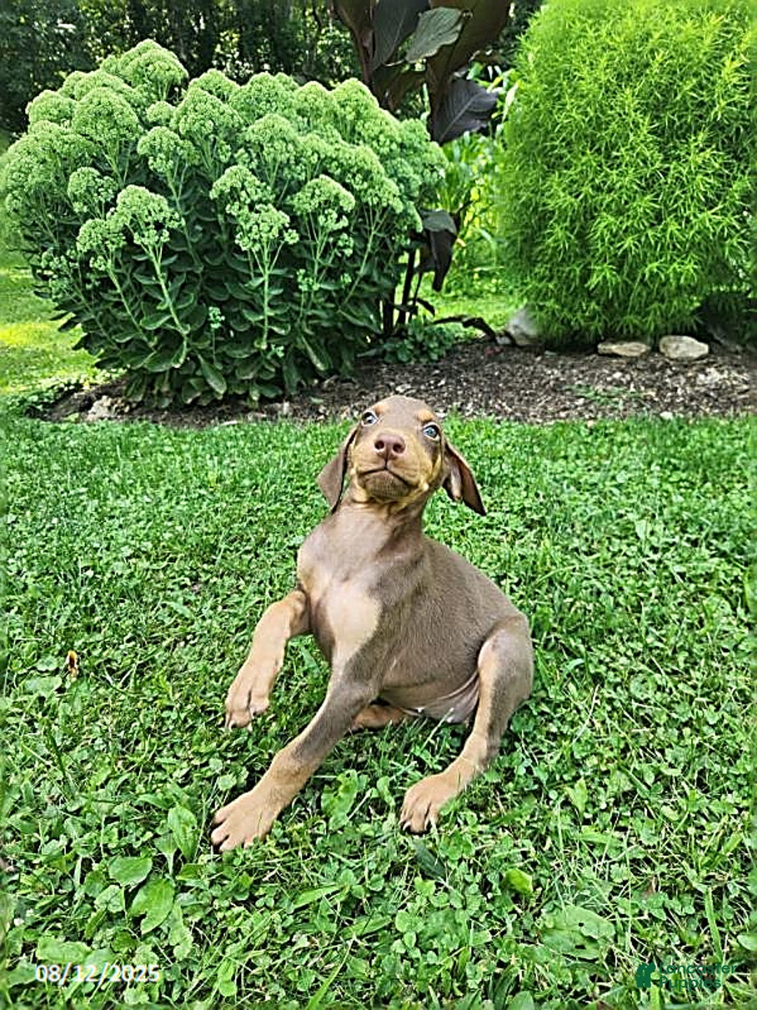 Doberman Pinscher dogs for sale: Doberman Pinscher 9 puppies - Image 14