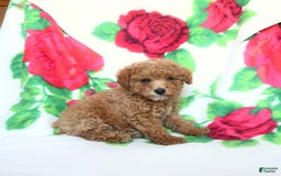Toy Poodle dogs for sale: Buddy - Image 2