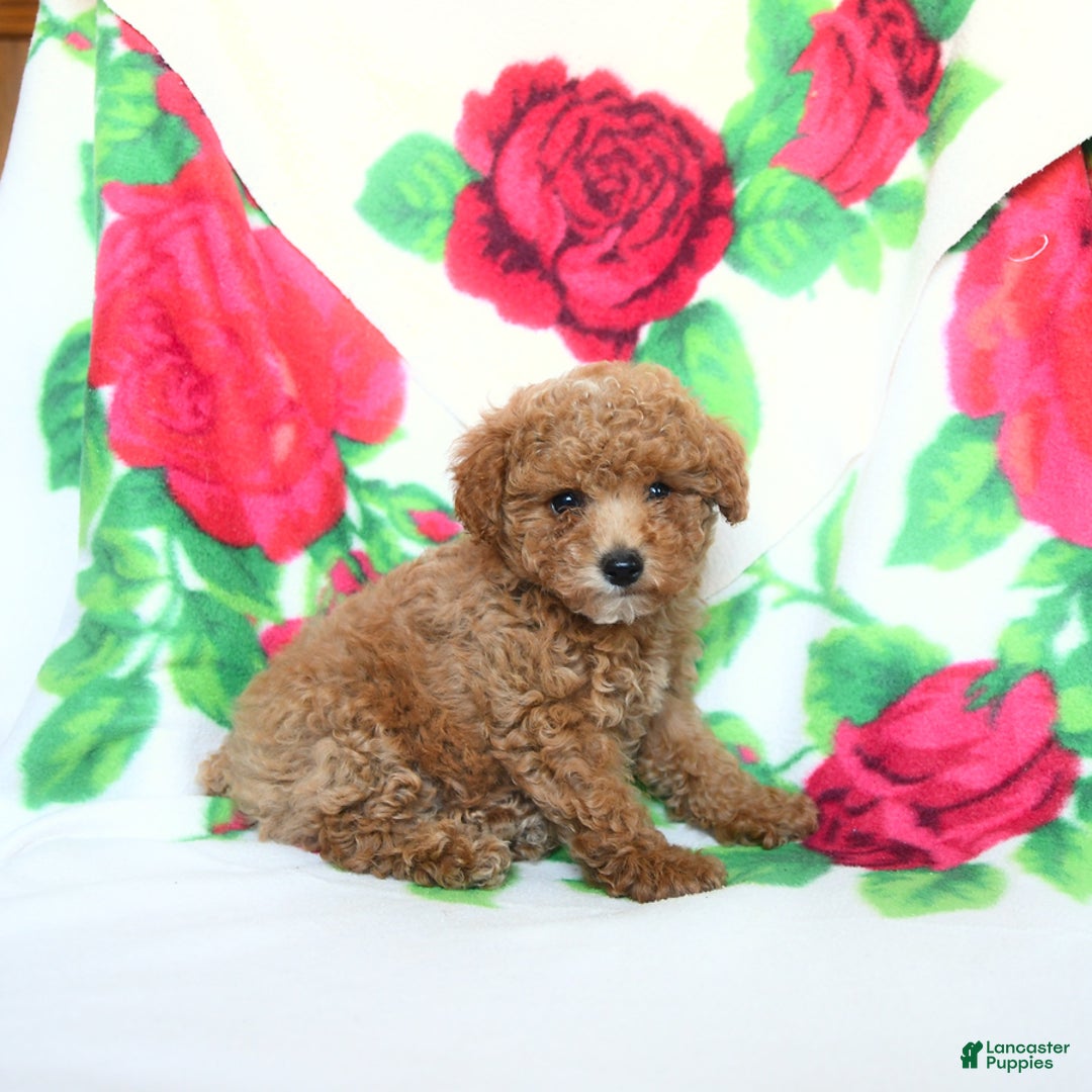 Toy Poodle dogs for sale: Buddy - Image 2