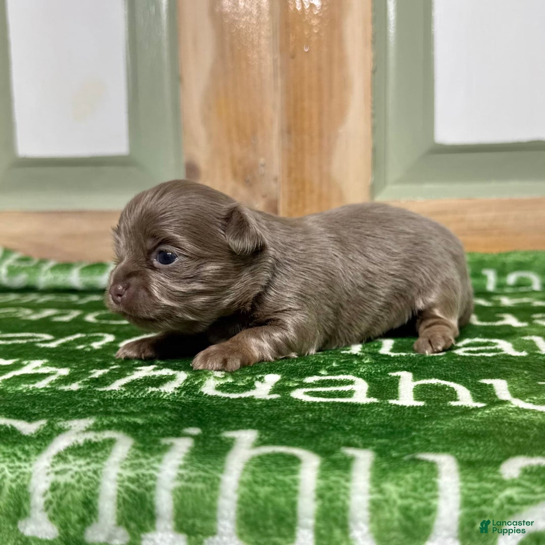 Chihuahua dogs for sale: Tobias Lavender Long Coat - Image 12
