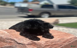 Shih Tzu dogs for sale: Lulu - Image 6