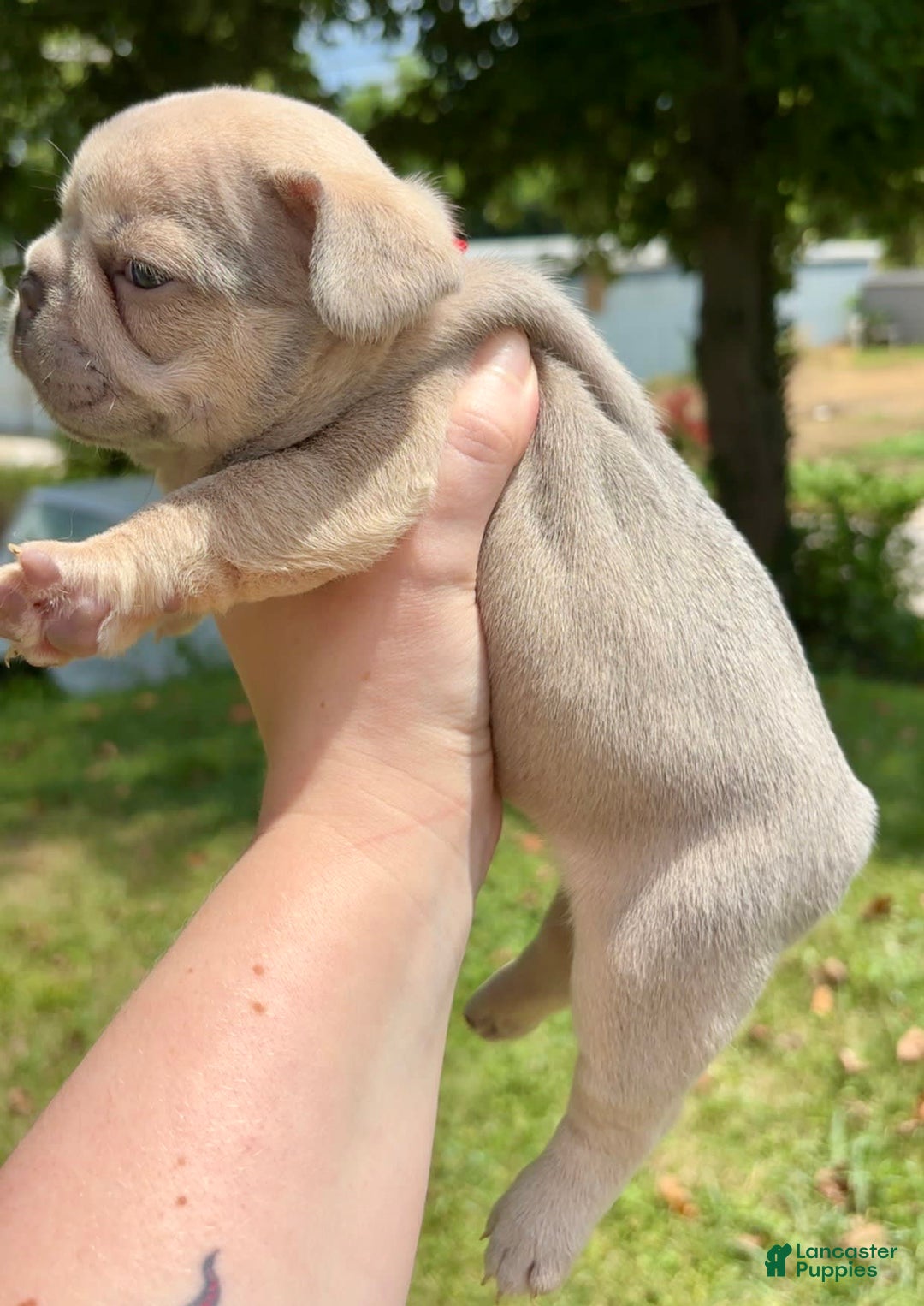 French Bulldog dogs for sale: Morrigan - Image 2