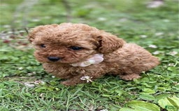 Toy Poodle dogs for sale: Pin - Image 2