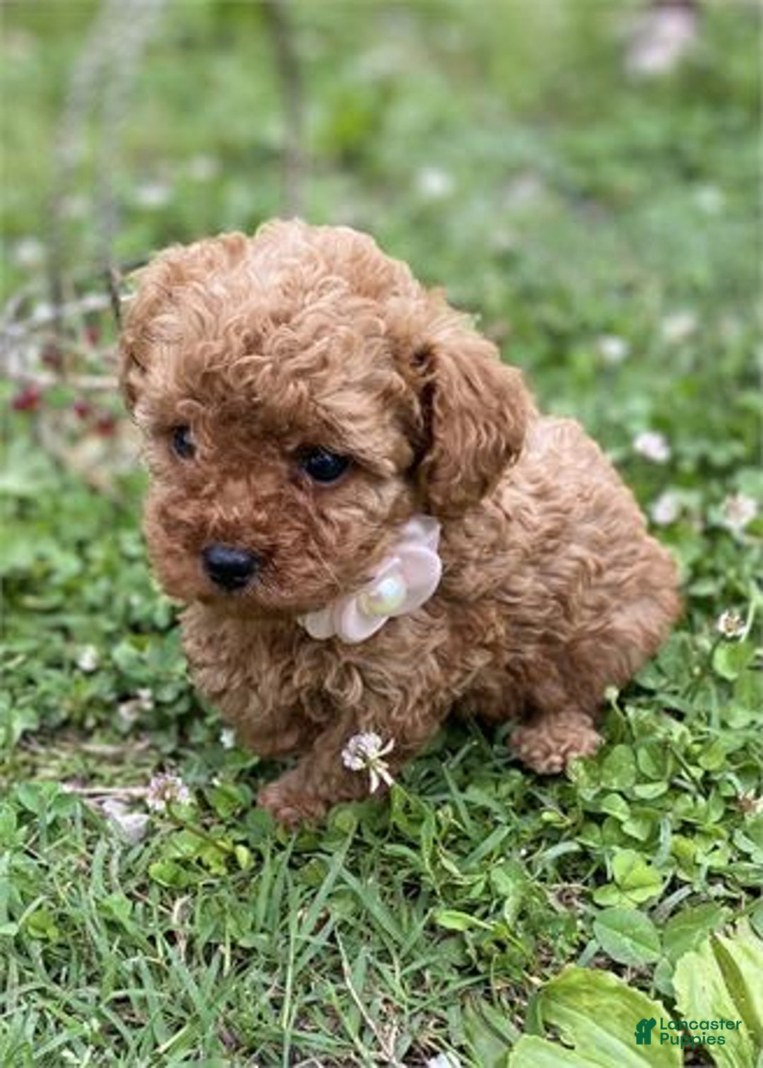 Toy Poodle dogs for sale: Pin - Image 2