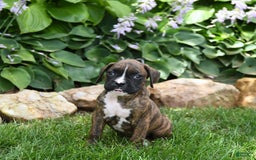 Boxer dogs for sale: Diego - Image 1