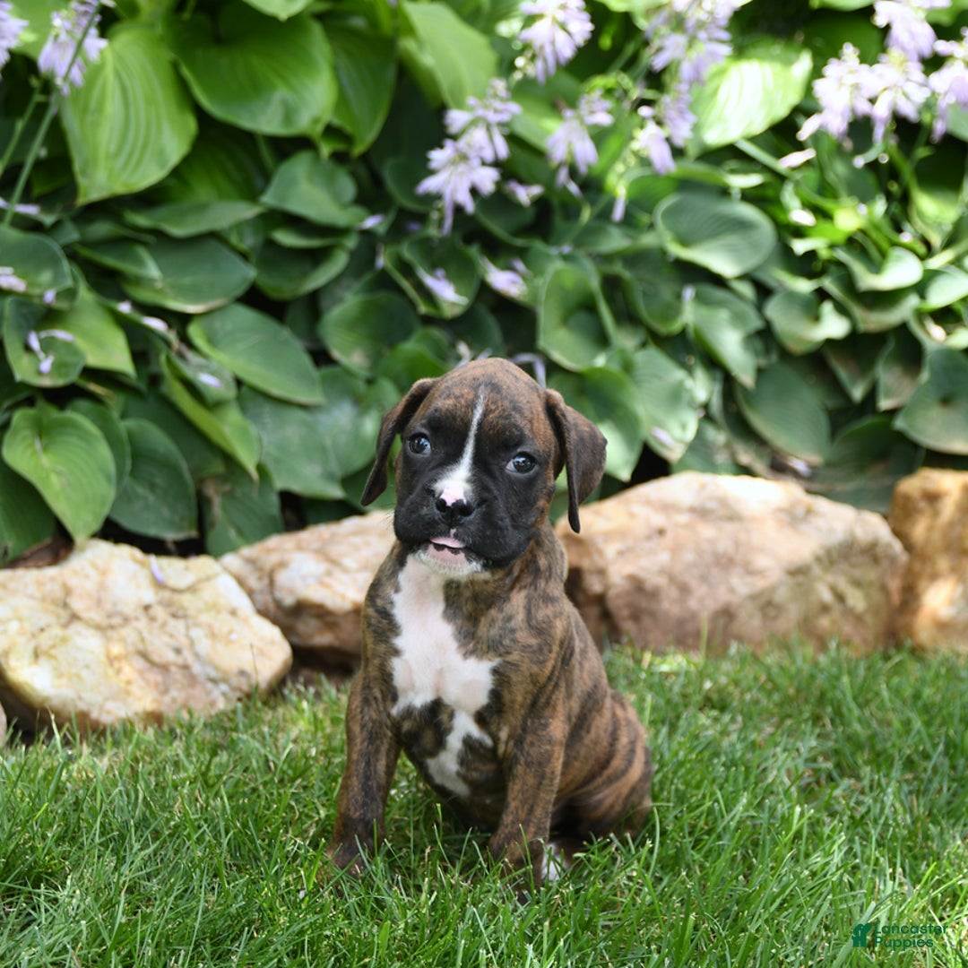 Boxer dogs for sale: Diego - Image 1