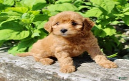 Mini Goldendoodle dogs for sale: Tommy - Image 3