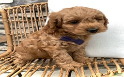 Cockapoo dogs for sale: Finn - Image 6