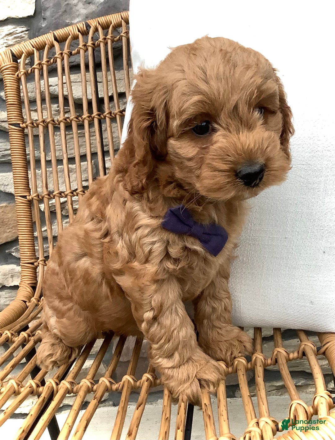 Cockapoo dogs for sale: Finn - Image 6
