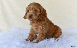 Cockapoo dogs for sale: Hazel - Image 2