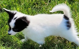Papillon dogs for sale: Grace - Image 4