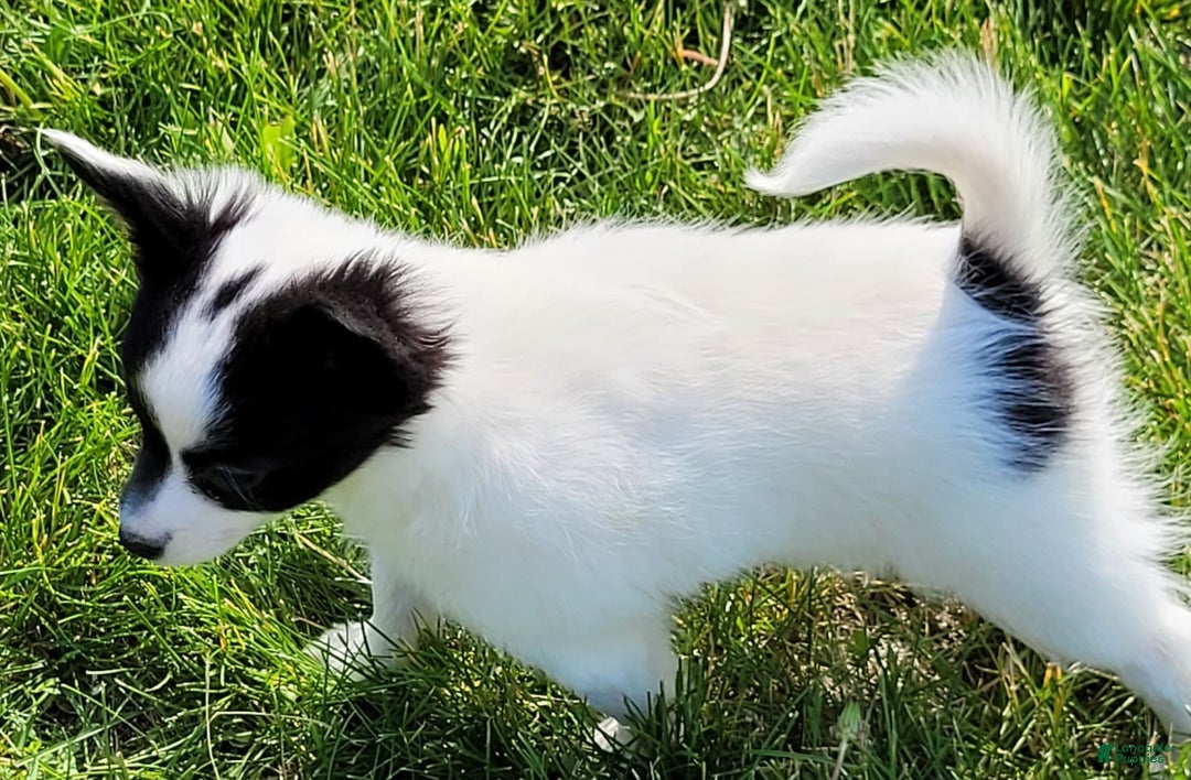 Papillon dogs for sale: Grace - Image 4