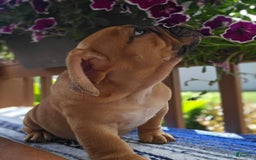 English Bulldog dogs for sale: Hunter - Image 7