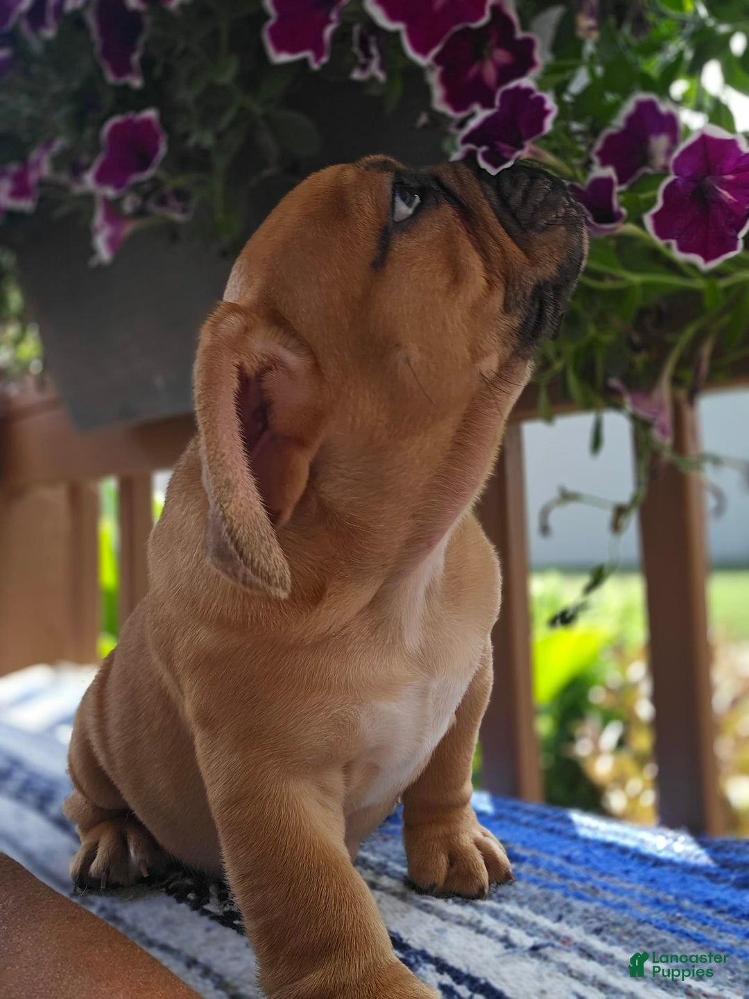 English Bulldog dogs for sale: Hunter - Image 7