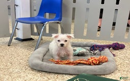 West Highland Terrier dogs for sale: Shelby - Image 4