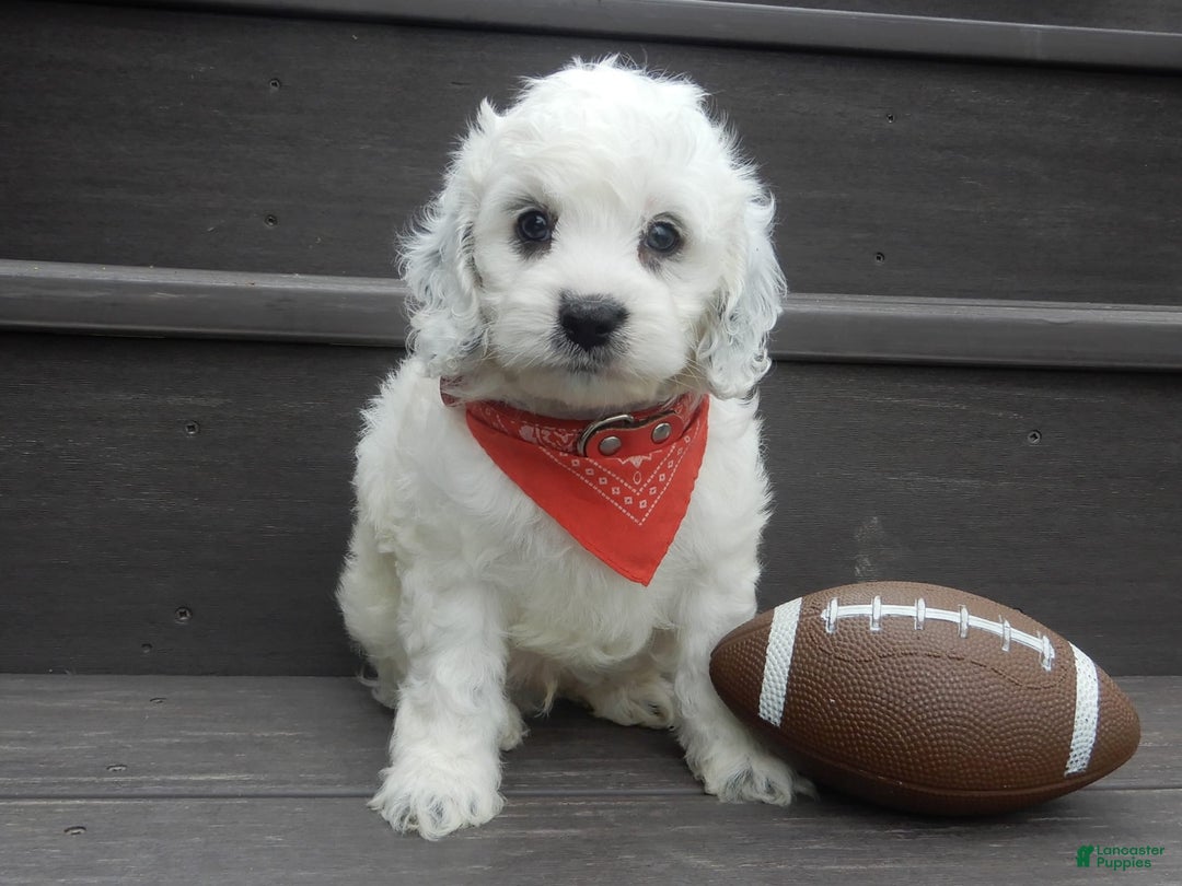 Cockapoo dogs for sale: Boomer - Image 1